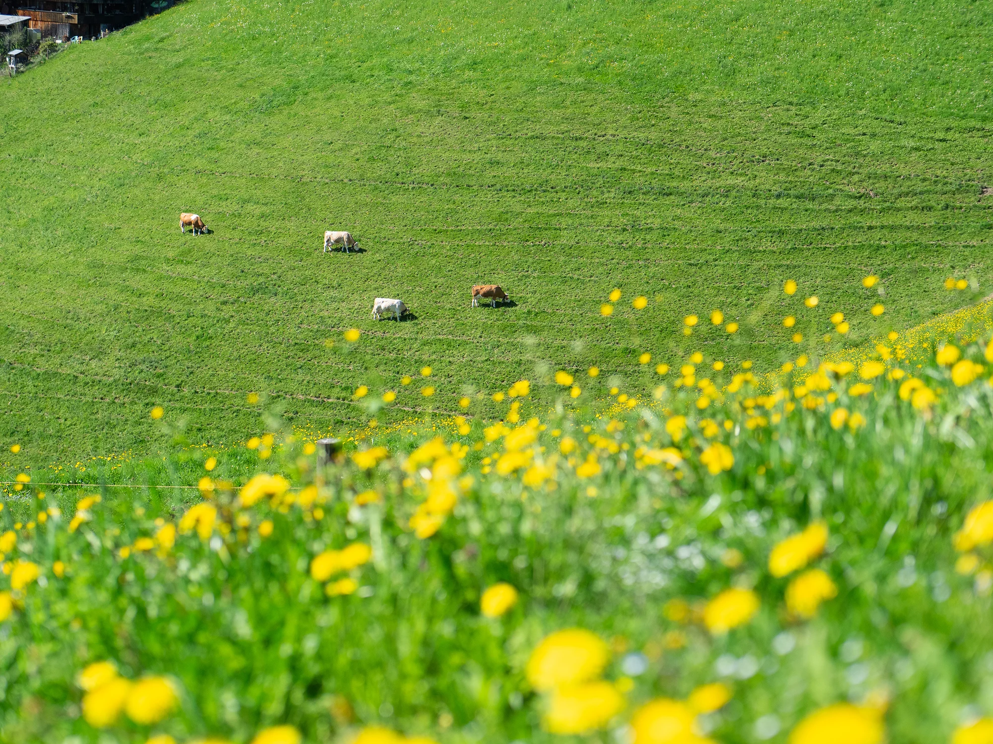 Wir stehen für BIO ein – Bio Ostschweiz