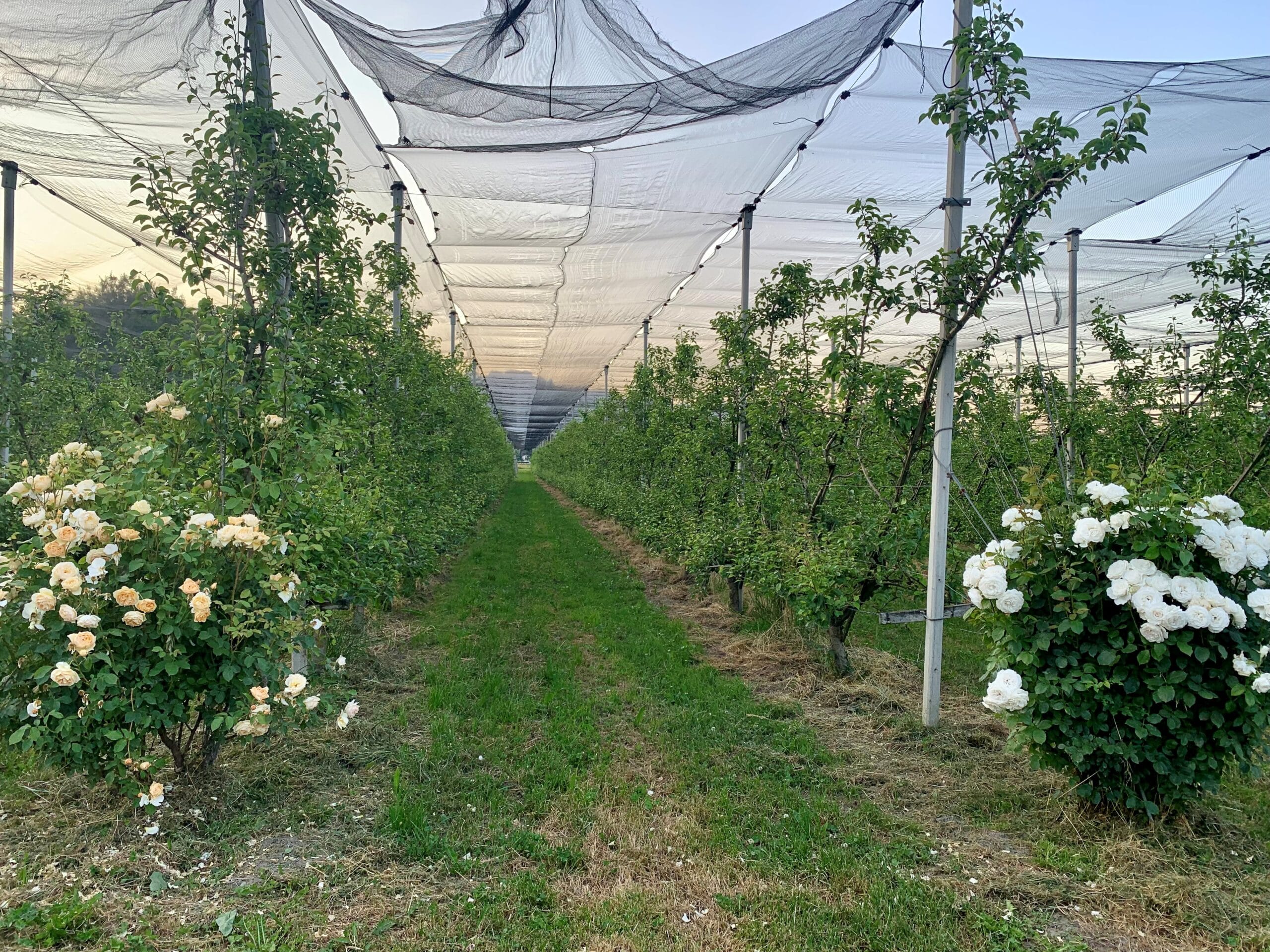 BOO 2023 Flurgang Sevelenn Bio Ostschweiz