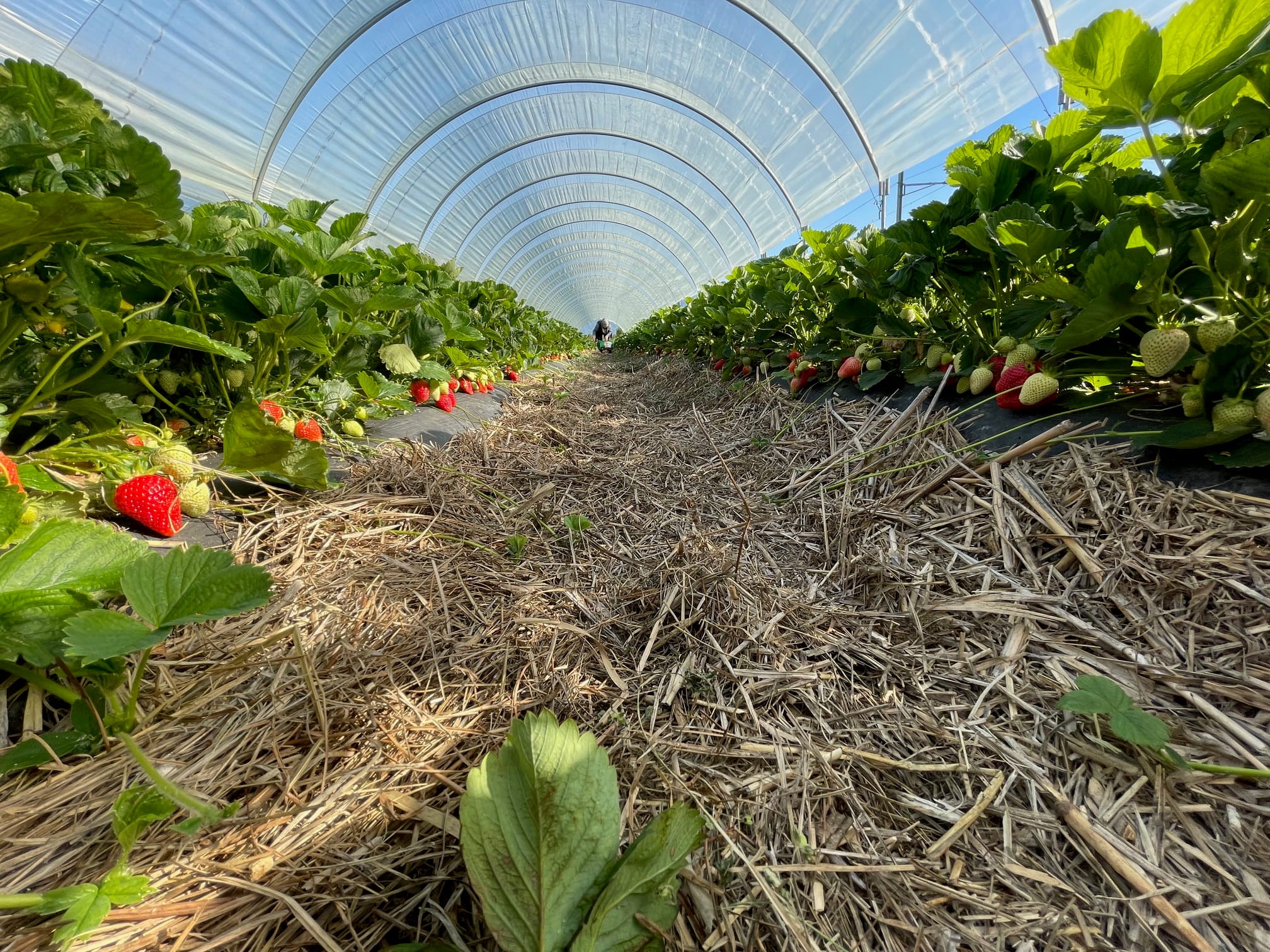 Erdbeeren Sommerausflug Bio Ostschweiz