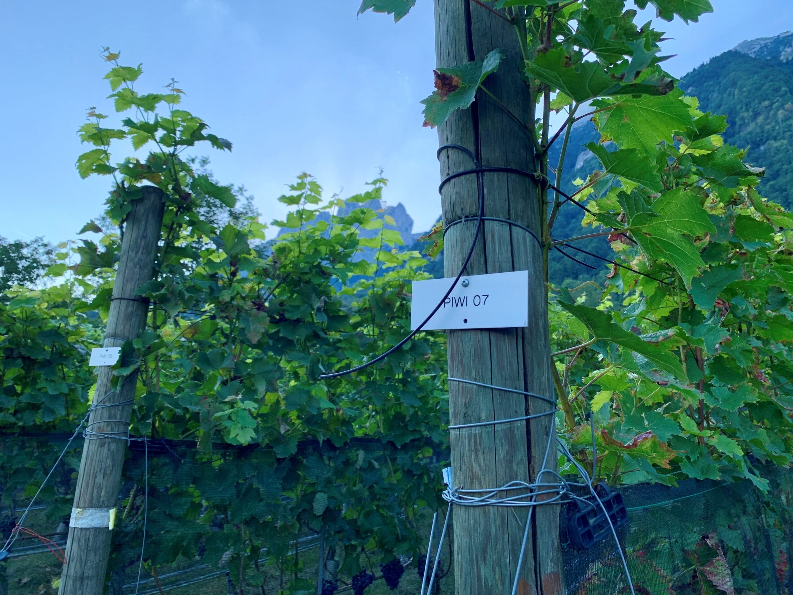 WBO 2023 Flurgang Staatswingert Frümsen Bio Ostschweiz